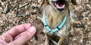 Beitragsbild des Blogbeitrags Warum liebevoller Umgang rockt & wir unsere Hunde mehr loben sollten 