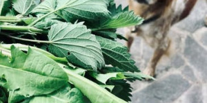 Beitragsbild des Blogbeitrags Fit in den Frühling mit Wildkräutern & Co