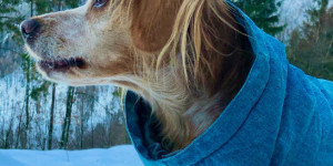 Beitragsbild des Blogbeitrags 5 Must-Haves für den Hund an kalten Wintertagen 