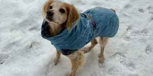 Beitragsbild des Blogbeitrags 5 Wohlfühltipps für deinen Hund an kalten Wintertagen 