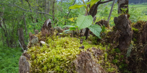 Beitragsbild des Blogbeitrags Das „Haus im Wald“ der Janine Bex. 