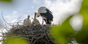 Beitragsbild des Blogbeitrags Zu Besuch bei den Störchen in Marchegg 