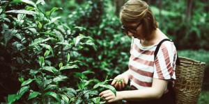 Beitragsbild des Blogbeitrags Reisen: Araksa Teeplantage und Lisu Lodge in Chiang Mai