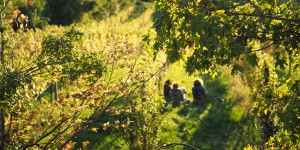 Beitragsbild des Blogbeitrags Wien-Tipp: Wiener Weinwandertag