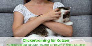 Beitragsbild des Blogbeitrags Warum Clickertraining für Katzen so sinnvoll ist