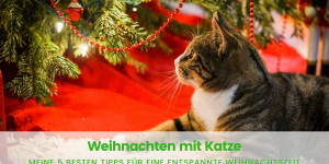 Beitragsbild des Blogbeitrags Die 5 besten Tipps für ein entspanntes Weihnachten mit Katze 