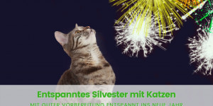 Beitragsbild des Blogbeitrags Silvester mit Katzen: Die besten Tipps & Tricks 