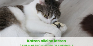 Beitragsbild des Blogbeitrags Katze allein lassen – 7 einfache Tricks gegen die Langeweile 