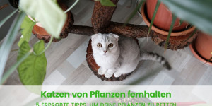 Beitragsbild des Blogbeitrags Katze von Pflanze fernhalten: 4 erprobte Tipps 