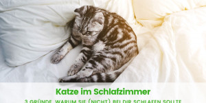 Beitragsbild des Blogbeitrags Katze im Schlafzimmer: Warum sie (nicht) bei Dir schlafen sollte 