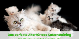 Beitragsbild des Blogbeitrags Das perfekte Alter, um mit deiner Katze zu trainieren 