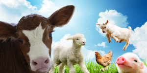Beitragsbild des Blogbeitrags Meine 10 top Tipps für alle, die veganer leben möchten 