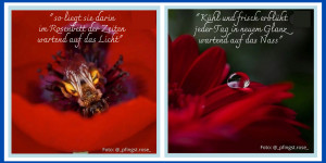 Beitragsbild des Blogbeitrags Meine ersten „Haikus“