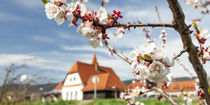 Beitragsbild des Blogbeitrags Wandern Wachau: Weißenkirchen – Schildhütten – Höhenweg Achleiten