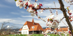 Beitragsbild des Blogbeitrags Wandern Wachau: Weißenkirchen – Schildhütten – Höhenweg Achleiten 