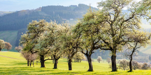 Beitragsbild des Blogbeitrags Wandern Mostviertel: drei Top-Wanderungen für die Birnbaumblüte 