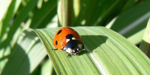 Beitragsbild des Blogbeitrags Glück - Zufallsglück - Wohlfühlglück!