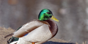 Beitragsbild des Blogbeitrags Anatidaephobie – was verbirgt sich dahinter?