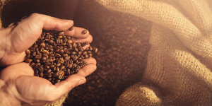 Beitragsbild des Blogbeitrags Der teuerste Kaffee der Welt 