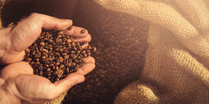 Beitragsbild des Blogbeitrags Der teuerste Kaffee der Welt