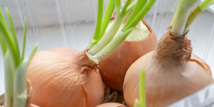 Beitragsbild des Blogbeitrags Die zauberhafte Wirkung von Zwiebelsaft bei hartnäckigem Husten