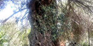 Beitragsbild des Blogbeitrags Tsiskiania in Crete Greece