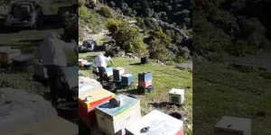 Beitragsbild des Blogbeitrags Koustogerako in Crete