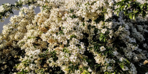 Beitragsbild des Blogbeitrags Flowers in Athens Greece