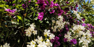 Beitragsbild des Blogbeitrags blossoms in Athens Greece in June