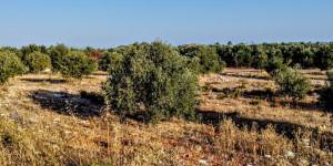 Beitragsbild des Blogbeitrags olive trees in Crete 