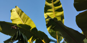Beitragsbild des Blogbeitrags our garden in Crete in June