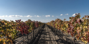 Beitragsbild des Blogbeitrags Zum Martiniloben in Illmitz am Neusiedler See