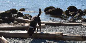 Beitragsbild des Blogbeitrags Hundestrand Gardasee: Urlaub mit Hund am Lago di Garda 