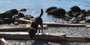Beitragsbild des Blogbeitrags Hundestrand Gardasee: Urlaub mit Hund am Lago di Garda