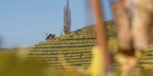Beitragsbild des Blogbeitrags Leibnitz Weinwanderung über die Silberbergwarte und Kreuzkogelwarte