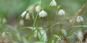 Beitragsbild des Blogbeitrags Mühlwald bei Etzersdorf – Die Frühlingsknotenblume in St. Ruprecht an der Raab 