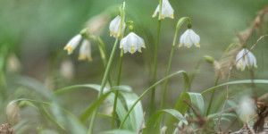 Beitragsbild des Blogbeitrags Mühlwald bei Etzersdorf – Die Frühlingsknotenblume in St. Ruprecht an der Raab