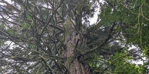 Beitragsbild des Blogbeitrags Durch den Grazer Urwald in St. Peter