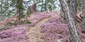 Beitragsbild des Blogbeitrags Wanderung am Gulsenberg zur Erikablüte 