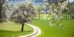 Beitragsbild des Blogbeitrags Wandern Mostviertel: Seitenstetten - Mostobstwanderweg - Birnbaumblüte
