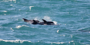 Beitragsbild des Blogbeitrags Island: Reykjavik Schiffstour Whalewatching