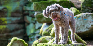 Beitragsbild des Blogbeitrags Urlaub mit Hund: Checkliste 