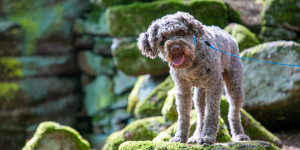 Beitragsbild des Blogbeitrags Urlaub mit Hund: Checkliste