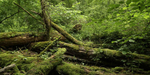 Beitragsbild des Blogbeitrags Neue Wegekategorie der österreichischen Nationalparks zeigt »unverfälschte Natur« 