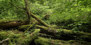 Beitragsbild des Blogbeitrags Neue Wegekategorie der österreichischen Nationalparks zeigt »unverfälschte Natur«