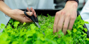 Beitragsbild des Blogbeitrags Indoor Kräutergarten – die besten Systeme für zuhause 