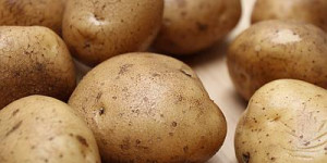 Beitragsbild des Blogbeitrags Elektrische Kartoffelreibe – die 4 besten Modelle 2022 