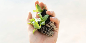 Beitragsbild des Blogbeitrags Der Click and Grow Smart Garden 3 im Test