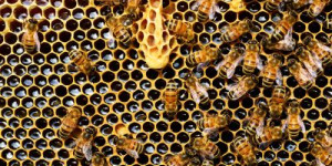 Beitragsbild des Blogbeitrags 5 x Bienenwachstuch im Test – Alternative oder Reinfall? 