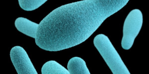 Beitragsbild des Blogbeitrags Bacillus subtilis und coangulans – die Superheroes unter den Mikroben 
